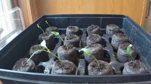 Early jalapeno pepper all of the awesome flavor of jalapeno with the added boost of producing in slightly cooler temperatures. Pepper Seedlings 1 Month Time Lapse Youtube