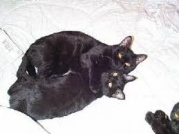 American Shorthair Bombay Cat Vs Black Cat Bombay Cat Healthy Beautiful Cats The Incensewoman Cute Little Kittens American Shorthair Cat Black Cat Lover