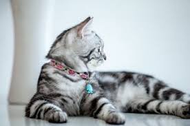 American Shorthair Cinsi Kedi Cat Kedi American Shorthair Kedi