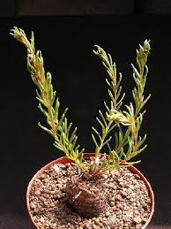 Image result for Aeollanthus subacaulis