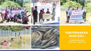 Penternakan langkah membersihkan sangkar haiwan. Inspek Penternakan Ikan Keli
