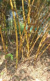 Image result for Bambusa vulgaris