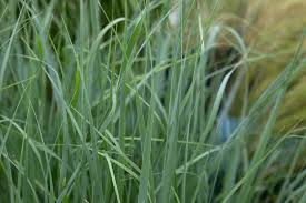 Image result for Panicum pilgeri
