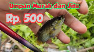 Umpan Mancing Ikan Betok Paling Murah Dan Efektif Rp 500 Jitu Ternyata Youtube