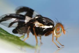 We did not find results for: Apple Maggot Wikipedia