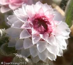 Image result for Helichrysum argyrosphaerum