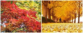 South korea is one of the best countries to experience the beautiful golden colours of autumn . 9 Places To Visit In Korea That Look Even More Stunning In Autumn