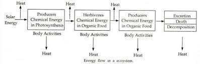 Energy Flow In An Ecosystem With Diagram