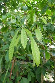 Image result for Cola pierlotii