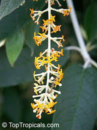 Image result for Buddleja madagascariensis