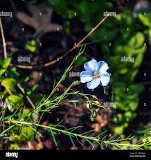 Image result for Linaceae