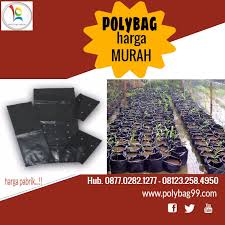 Tips pengendalian penyakit kuning tanaman lada. Budidaya Lada Perdu Di Polybag Lim Corporation