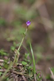 Image result for Dopatrium