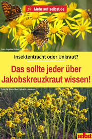 Giftiges Unkraut Unkraut Giftige Pflanzen Und Pflanzen