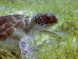 Hawksbill turtles are generalist predators that forage on reefs for their favorite food, sponges, as well as a variety of other invertebrates that they find. Green Turtle Caribbean Coral Reef Food Web Inaturalist