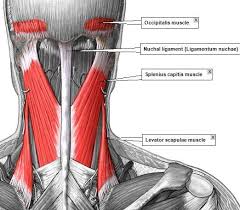 The neck muscles, including the sternocleidomastoid and the trapezius, are responsible for the gross motor movement in the muscular system of the head and neck. Posterior Skull Muscle Anatomy Novocom Top