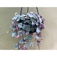 Image result for Ceropegia burchelliana