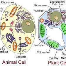 Check spelling or type a new query. Plant And Animal Cell The First Group Draws A Plantcell Marks Names Download Scientific Diagram