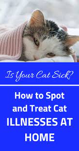 Is Your Cat Sick How To Spot And Treat Cat Illnesses At Home Cat Illnesses Cats Cat Ownership