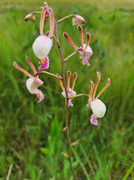 Image result for Eulophia caricifolia