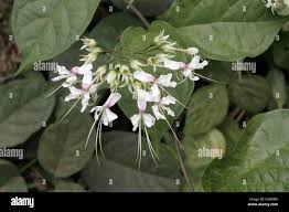 Image result for Clerodendrum umbellatum