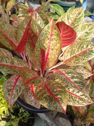 Aglaonema Legacy Tanaman Dan Kebun