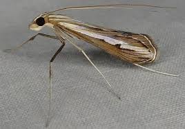 Image result for Euclasta