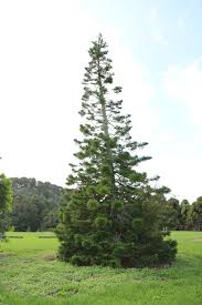 Image result for Araucaria columnaris