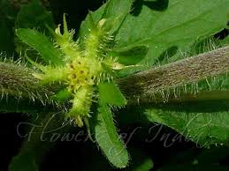 Image result for Acanthospermum hispidum