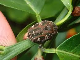 Mango flower beetle | Insects and Organic Gardening