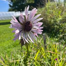 Image result for Berkheya speciosa