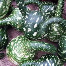 Gourds Types Of Gourds Growing Gourds Curing Gourds Old