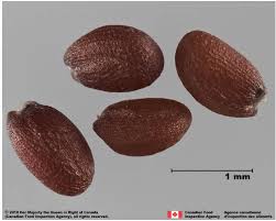 Image result for Erucastrum arabicum