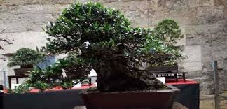E sembrano provenire dal futuro visto che, per davvero, rimangono sospesi il bonsai, ma qualunque altra pianta di piccole dimensioni, andrà trapiantato. Ruba Un Prezioso Bonsai E Scappa 25enne Incastrato Dalle Telecamere Denunciato