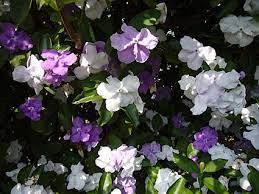 Easy to grow and maintain, with or without a green thumb. Yesterday Today And Tomorrow Plant Lovetoknow