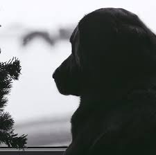 Why Do Dogs Cry When Left Alone