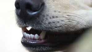 Check out our tooth extraction selection for the very best in unique or custom, handmade pieces from our shops. Is A Dog Tooth Extraction Necessary For Baby Teeth What Is The Cost Of A Dog Tooth Extraction Healthcare For Pets