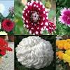 Find & download the most popular flower photos on freepik free for commercial use high quality images over 8 million stock photos. 1