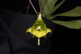 Image result for Aeranthes parkesii