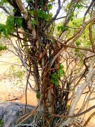 Image result for Tinospora fragosa