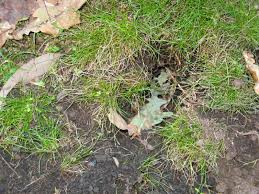 The soil disruption happens overnight because skunks are nocturnal feeders. Is There A Bandicoot In My Garden Laura Rittenhouse S Gardening Journal