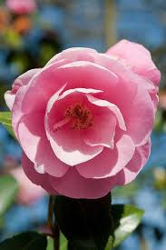 Camellia X Williamsii Sayonara Mid April By Alan Buckingham
