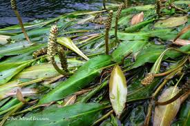 Image result for Potamogeton nodosus