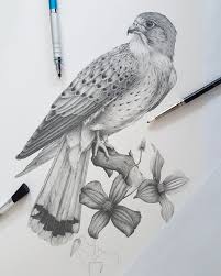 The First Of Two Kestrels Pencil Drawing Artwork By Kerry Jane Kestrel Bird Art Animales Dibujados A Lapiz Bocetos De Animales Dibujos A Lapiz