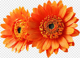 Check spelling or type a new query. Transvaal Daisy Flower Bouquet Orange Yellow Flower Orange Artificial Flower Color Png Pngwing