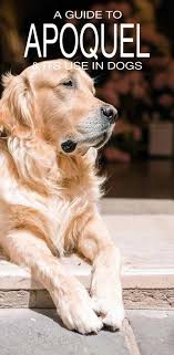 Stop Cushings Disease Lifeinsuranceforpets Dogs Dog