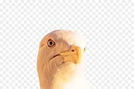 Mewarnai gambar huruf e dengan contoh penggunaan pada kata elang. Paruh Burung Elang Botak Gambar Png