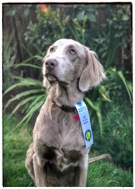 The akc star puppy helps owners understand their puppies behavior and how to raise a good dog citizen. Dink Owyheestar Weimaraner S News