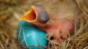 I managed to get a photograph of our babies on the day that they hatched, and i photographed their growth every day until they left the nest. Bbc Earth The 13 Birds With The Most Amazing Eggs