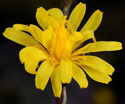 Image result for Crepis